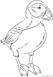 Atlantic puffin, horned puffin, and tufted puffin. Realistic Atlantic Puffin Coloring Page Coloringall