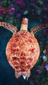Turtle Underwater Coral Reef 828x1792 Iphone 11 Xr Wallpaper Background Picture Image The perfect set of wallpapers for your new iphone xr. turtle underwater coral reef 828x1792