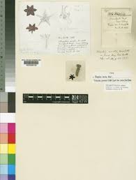 Image result for Tridentea marientalensis