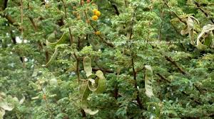 Image result for Acacia brevispica