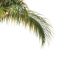 Image result for Acanthophoenix rubra