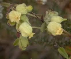 Image result for Baphia massaiensis