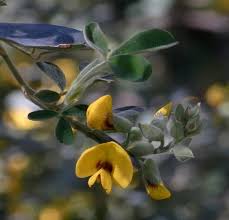 Image result for Grewia pubescens