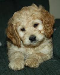 Teacup pomeranian puppies for sale in virginia, va. 39 Cockapoos Ideas Puppies Cockapoo Cockapoo Puppies
