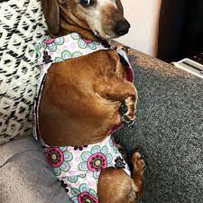 Passion Flower Dog Diaper Overall Barkertime Washable Dog Diapers Dog Diapers Dogs