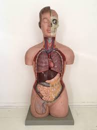 Huge collection, amazing choice, 100+ million high quality, affordable rf and rm images. Vintage Anatomical Didactic Torso Female Bust With Head Somso 1960s For Sale At 1stdibs