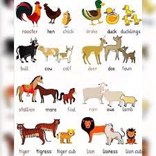 每日英语卡片第67天 englishrise learning english everyday cat facts learn english vocabulary strategies