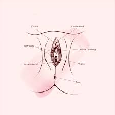 Animated Vagina – Telegraph