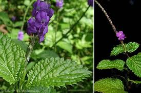 Image result for Stachytarpheta urticifolia