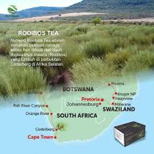 Seperti namanya, tanaman ini memang berasal dari afrika selatan yang juga sudah bisa ditemukan dengan mudah di indonesia. Teh Afrika Rooibos Tea