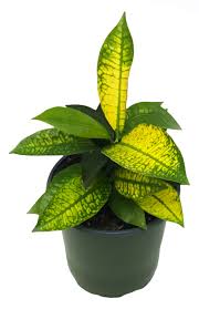 Image result for Codiaeum