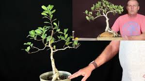 Image result for Ficus tettensis