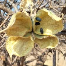 Image result for Sterculia rogersii