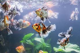 Although it is often used as an added supplement to. How Long Can Goldfish Live Without Food Fish Tank Master