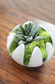 the bachman s spring 2014 ideas house succulent terrarium plant presentation urban garden