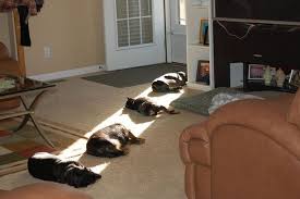 When Dogs Find The Ray Of Light They Sleep Dog Videos Funny Animals Funny Dogs Funny Cats