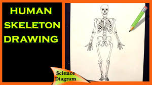 I've found drawing hands one of the most challenging aspects of drawing the human figure. How To Draw The Human Skeleton Diagram The Human Skeleton Easy Drawing Tutorial Youtube