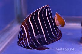 Image result for Pycreus chrysanthus