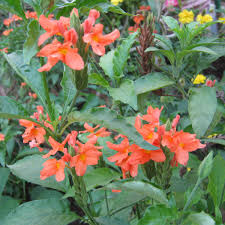 Image result for Crossandra infundibuliformis