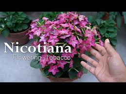 Image result for Nicotiana