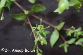 Image result for Micractis bojeri