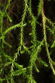 Image result for Selaginellaceae