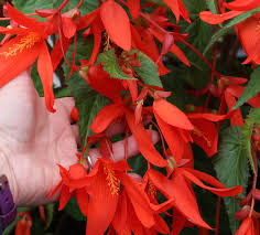 Check spelling or type a new query. Begonia Boliviensis Santa Cruz Sunset Buy Online At Annie S Annuals