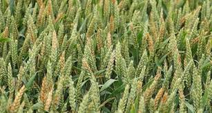 Découvrez les bonnes réponses, synonymes et autres mots utiles Maladies Sur Cereales Attendre La Derniere Feuille Pour Traiter Semences De France
