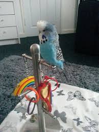 Birds You Can Have As Pets Uk Pin On Our Parakeet Flock