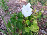 Image result for Ipomoea violacea