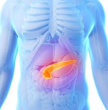 Two Subtypes of Insulin-Producing Cells Uncovered