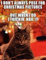 These Holiday Cat Memes Will Get You In The Christmas Spirit Cole Marmalade