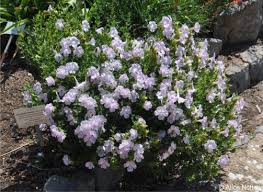 Image result for Barleria tanzaniana