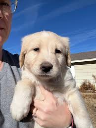 🖤🖤FOSTERS NEEDED🖤🖤 Remember our beautiful, pregnant mama that was  picked up after spending weeks