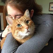 Check spelling or type a new query. The Pawsome Power Of Cat Cuddling The Purrington Post