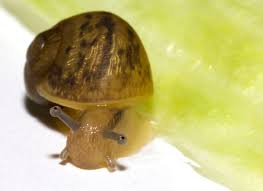 Structurally and biologically, slugs and snails have many similar features. All About Land Snails Welcome Wildlife