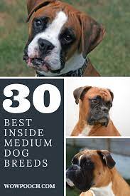 Pin By Kaylee Long On Dogs Dog Breeds Medium Dog Breeds Medium Dogs