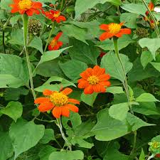 Image result for Tithonia