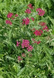 Achillea Millefolium Summer Wine Common Yarrow From North Creek Nurseries Achillea Achillea Millefolium Plants