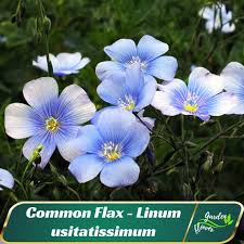 Image result for Linum usitatissimum