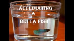 How To Add A Betta To A New Tank 2017 Youtube
