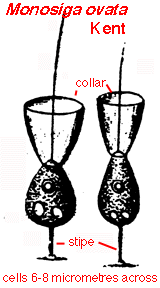 Image result for Monosis conferta