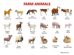 Animal Farm Facts About Farm Animals Most People Don T Know Farm Animals Pictures Animals Name In English Farm Animals
