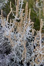 Image result for Stoebe