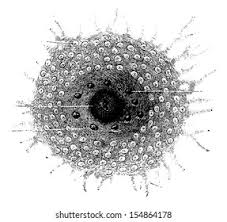 Maybe you would like to learn more about one of these? Suchen Sie Nach Changing Areola Nipple During Pregnancy Vintage Stockbildern In Hd Und Millionen Weiteren Lizenzfreien Stockfotos Illustrationen Und Vektorgrafiken In Der Shutterstock Kollektion Jeden Tag Werden Tausende Neue Hochwertige Bilder