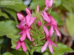 Image result for x Ruttyruspolia 'Phyllis van Heerden'