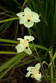 Wild Iris Dietes Bicolor Dietes African Iris Variegated Plants