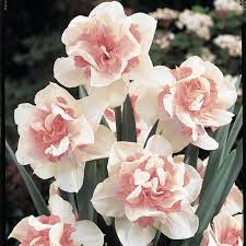Delnashaugh Daffodil Super Sak Bulk Pink Daffodils Breck S Daffodil Flower Spring Flowering Bulbs Bulb Flowers