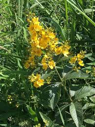 Image result for Lysimachia brevipes