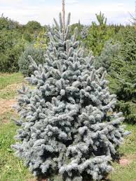 Clipe pline de culoare cu brazi naturali! Picea Pungens Retroflexa Brazi Argintii Brazi Argintii Puieti Brazi Argintii La Pepiniera De Acasa Brazi Pitici Brazi Exotici